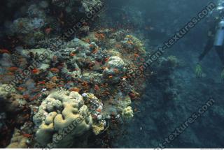 Photo Reference of Coral Sudan Undersea 0021